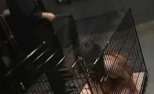 Caged And Sprayed Asian Teen