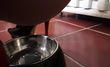Slaves Have To Drink Pee Of Bowl